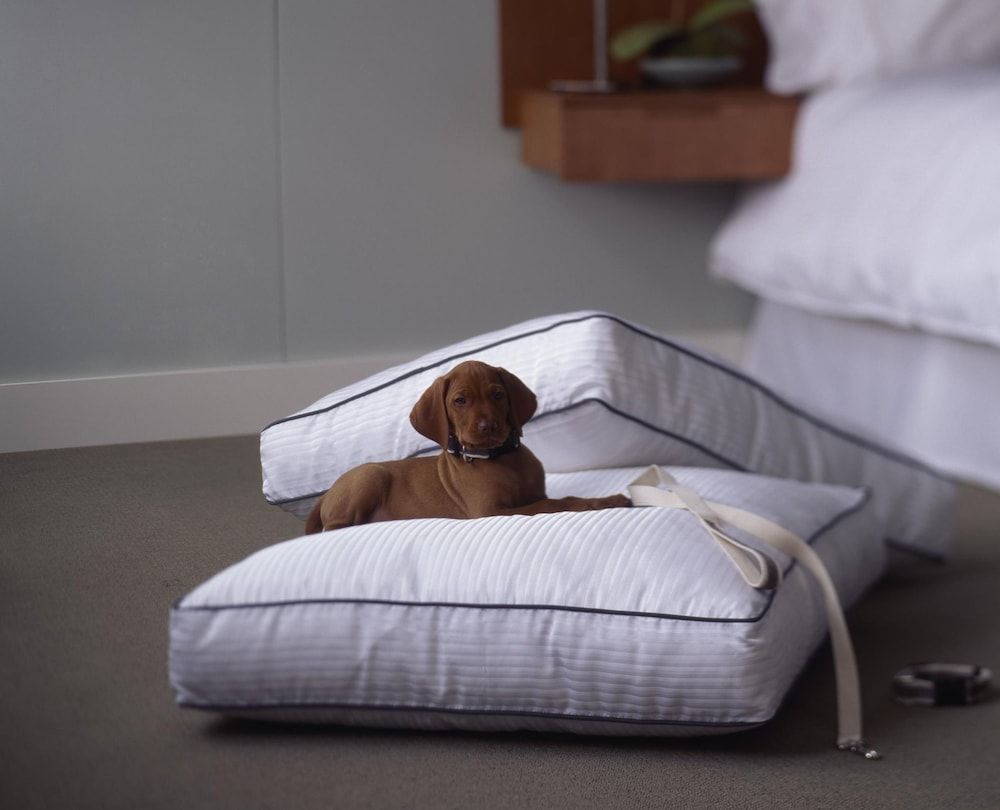 The Westin Palace, Milan - Pet-friendly