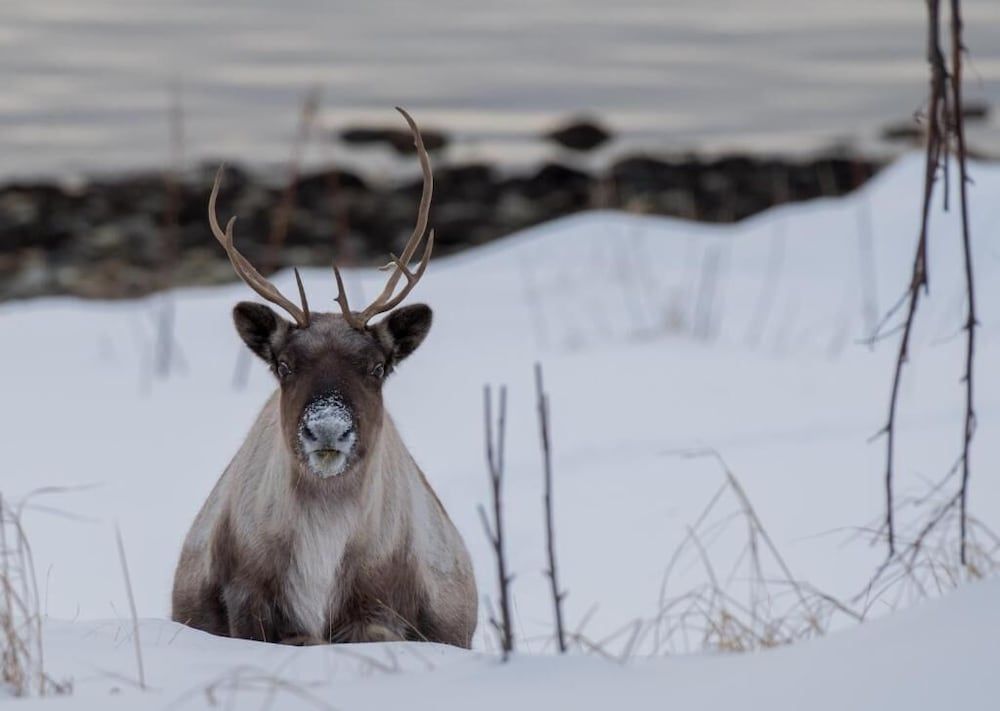 Yggdrasil 农场酒店静修、温泉和瑜伽 - Property grounds - 1