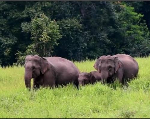 Pakchong hostel & wildlife tour photo 4