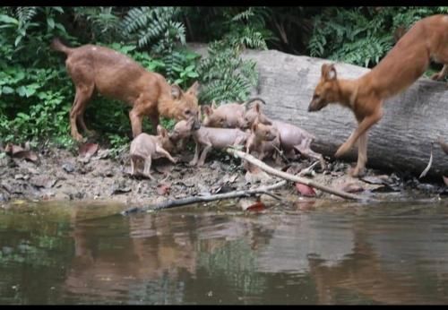 Pakchong hostel & wildlife tour photo 2